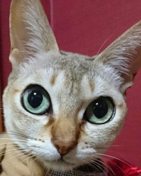 みんなの猫図鑑 兵庫県で評判の良いシンガプーラのブリーダー キャッテリー紹介 みんなの猫図鑑 兵庫県で評判の良いシンガプーラのブリーダー キャッテリー紹介