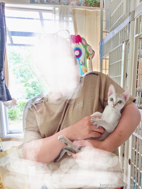 古川里香ブリーダーのブログ：子猫は新しいお家に行きました