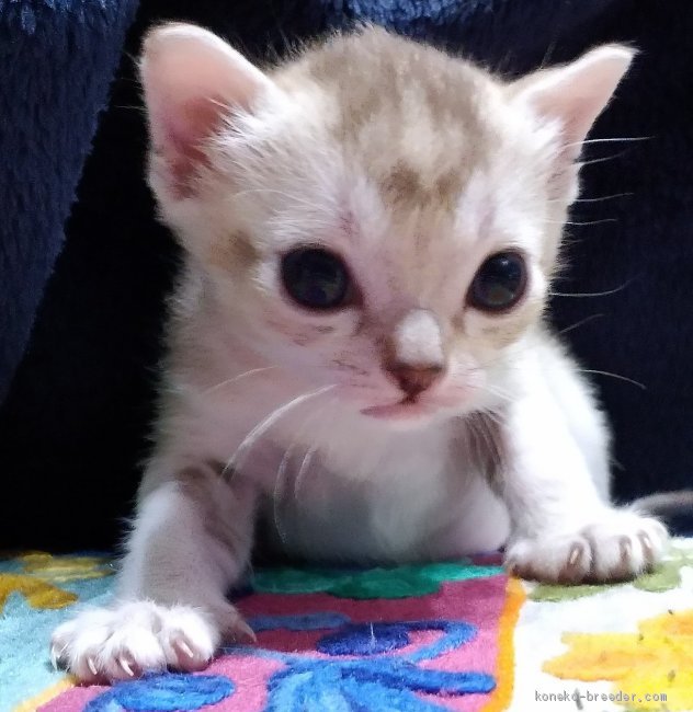 古川里香ブリーダーのブログ 仔猫 21 3 2 みんなの子猫ブリーダー