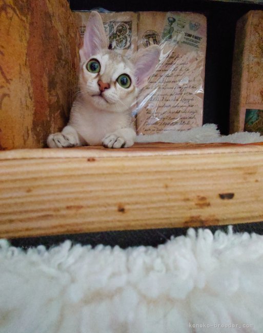 古川里香ブリーダーのブログ：子猫