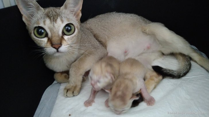 古川里香ブリーダーのブログ|みんなの子猫ブリーダー カテゴリ