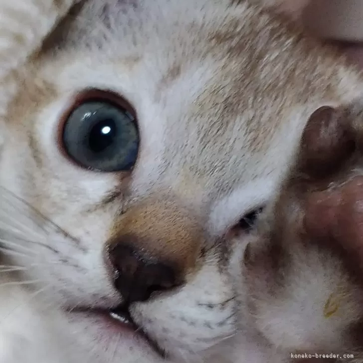 ID:2402-00803の子猫