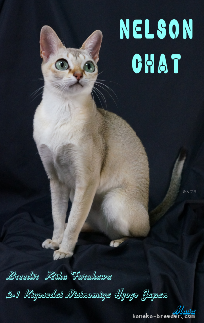 シンガプーラ【・女の子・2020年8月1日・セピアアグーチ】