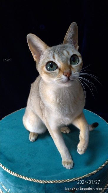 シンガプーラ【・女の子・2020年2月11日・セピアアグーチ】