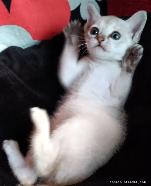 ID：1902-01283の子猫