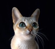 シンガプーラ【・女の子・2020年2月11日・セピアアグーチ】