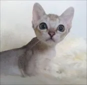 シンガプーラ【兵庫県・男の子・2021年7月10日・セピアアグーチ】の写真4「スタンダードも決まって来ました。」