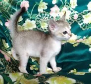 シンガプーラ【兵庫県・男の子・2019年1月30日・セピアアグーチ】の写真5「３月２８日撮影Ｗ」