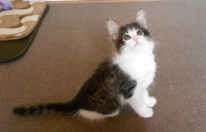 ID:1504-00153の子猫