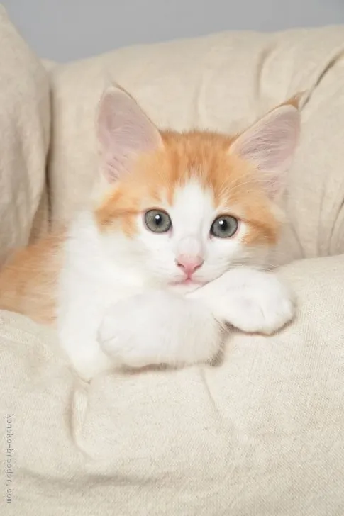 ID:1612-00757の子猫