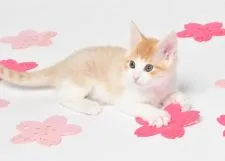 サイベリアン【神奈川県・男の子・2020年3月30日・ゴールドマッカレルタビー(経過観察中)】の写真3