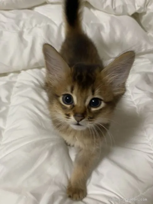 ID:2206-00207の子猫