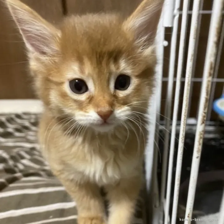 ID：2305-01864の子猫