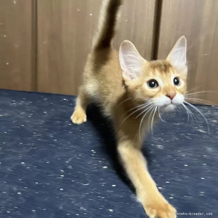 ID：2406-00581の子猫
