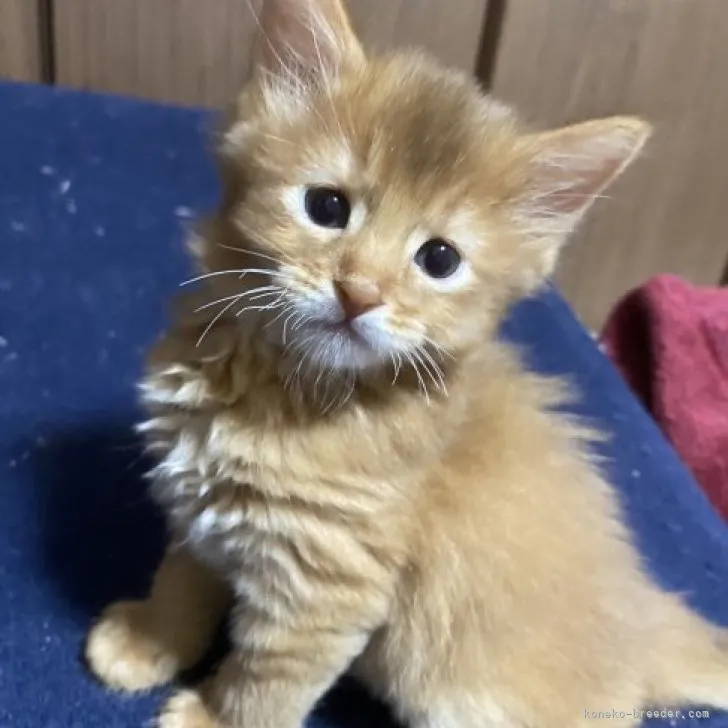 ID:2305-01868の子猫