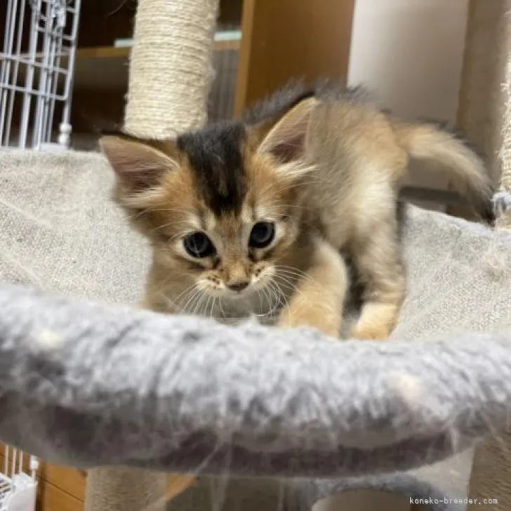 ID：2207-02232の子猫