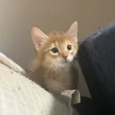 ソマリ【福井県・女の子・2023年5月8日・レッド】の写真1