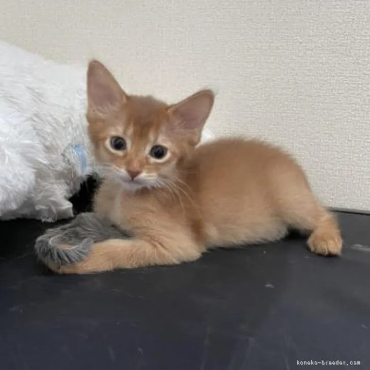 ID：2207-02233の子猫