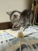 アメリカンショートヘア【福井県・女の子・2024年4月20日・】の写真2