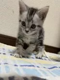 アメリカンショートヘア【福井県・女の子・2024年4月20日・】の写真3