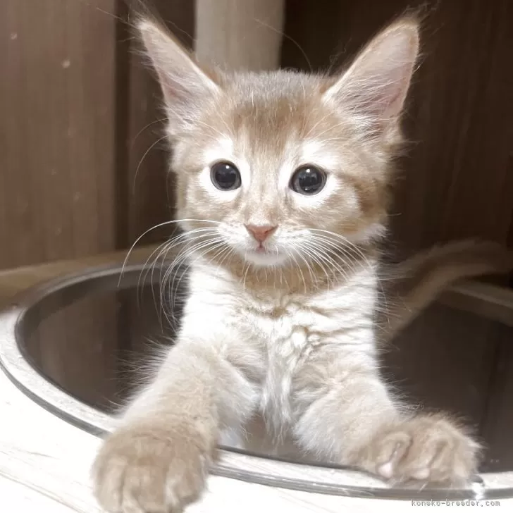 ID：2504-03229の子猫