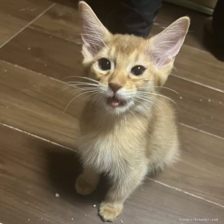 mimio 様のお迎えした子猫