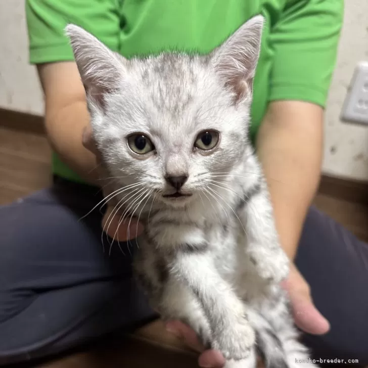 ID：2511-01274の子猫