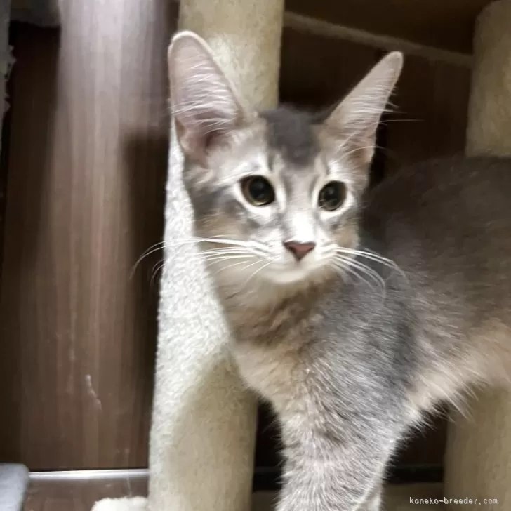 ID：2506-03323の子猫