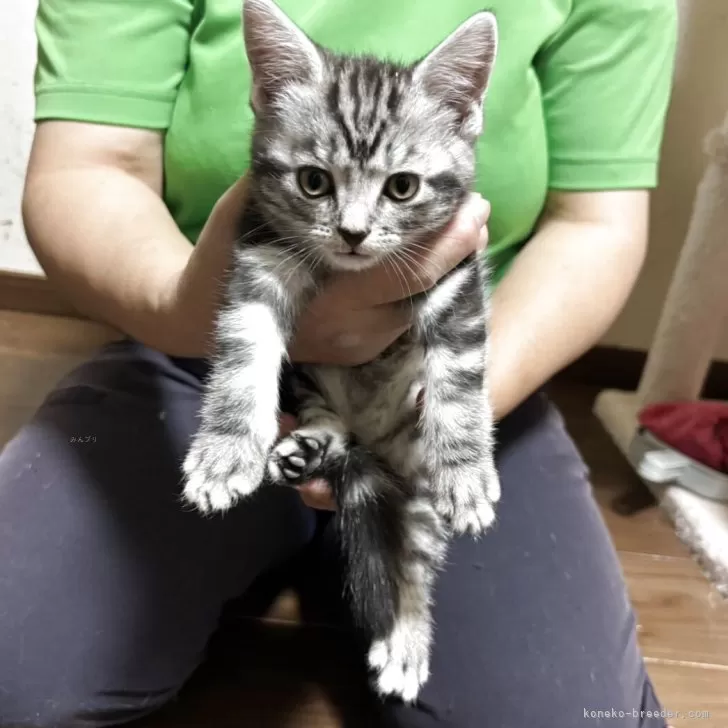 ID：2511-01270の子猫