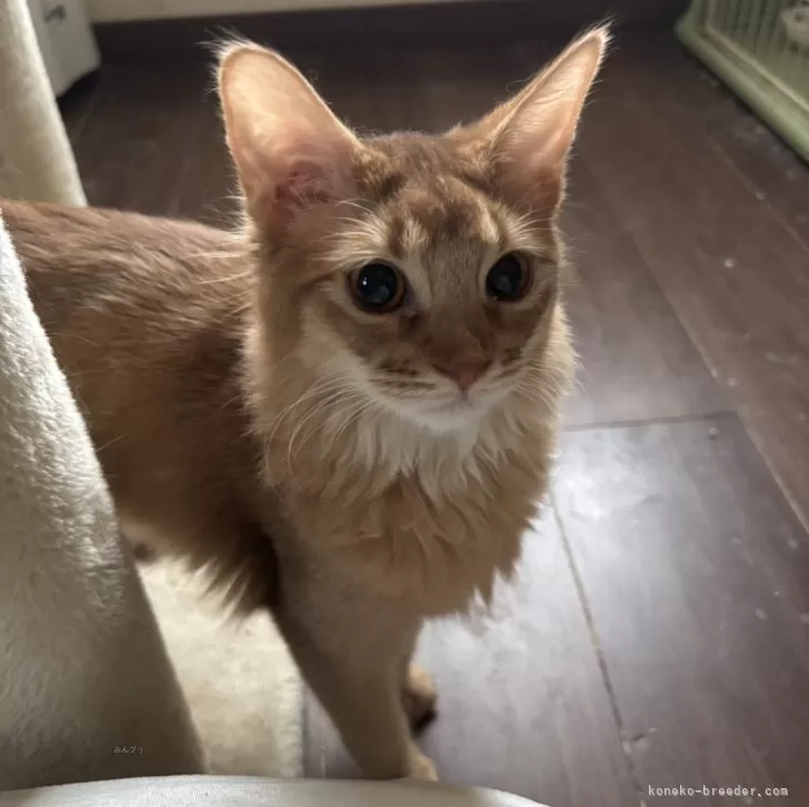 ID：2504-00854の子猫