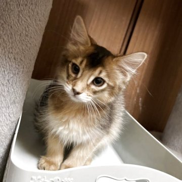 ソマリ【福井県・女の子・2025年4月24日・ルディ（ロング）】の写真「人懐こい女の子」