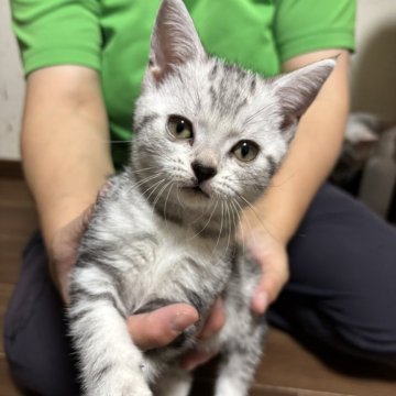 アメリカンショートヘア【福井県・女の子・2025年9月18日・シルバータビー（ショート）】の写真「人懐こく可愛い女の子」