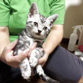 アメリカンショートヘア