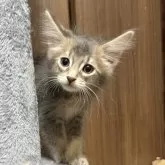 ソマリ