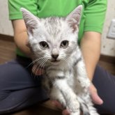 アメリカンショートヘア