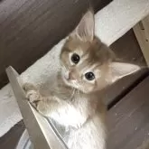 ソマリ
