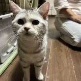 アメリカンショートヘア