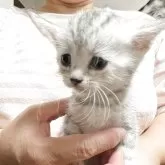 アメリカンショートヘア