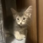 ソマリ