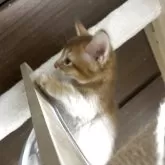 ソマリ【福井県・女の子・2025年4月2日・レッド】の写真2