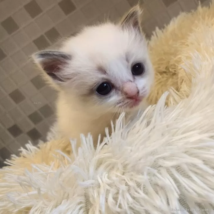 ID：2405-01339の子猫