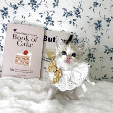 ラグドール【福岡県・女の子・2025年9月21日・シールポイントバイカラー】の写真「甘えん坊で鳴いてよってきます💕」