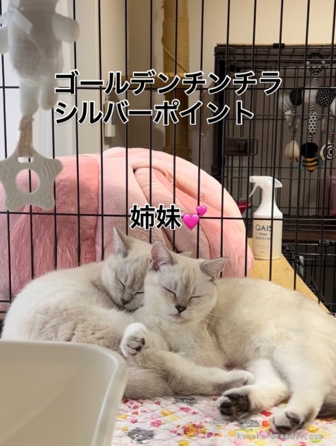 柴田慶子ブリーダーのブログ：可愛い子猫達