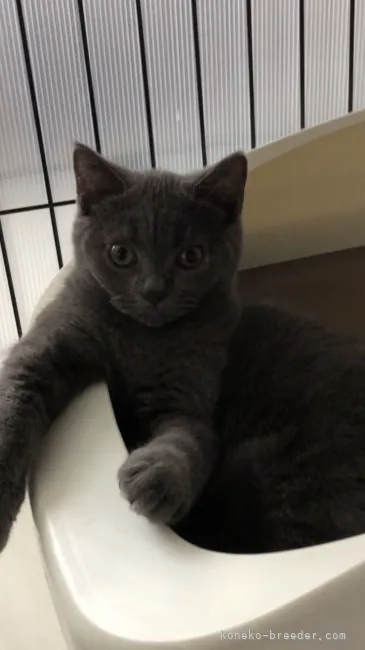 ID:2106-02670の子猫