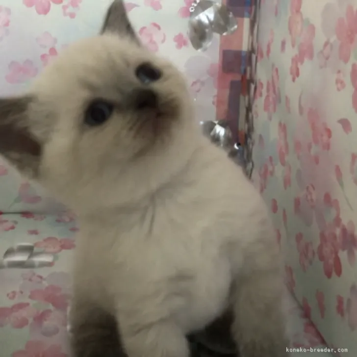 ID：2307-02357の子猫