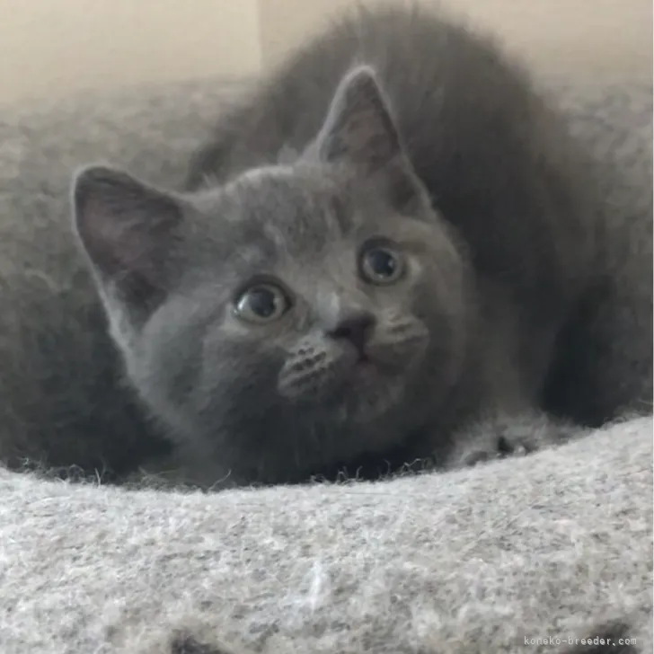 ID:2307-02745の子猫
