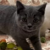 ブリティッシュショートヘア【兵庫県・女の子・2024年6月23日・ブルー】の写真1「女の子一頭😊元気に走り回って遊んでいます🥰体重1.2kgワクチン、チップ完了健康優良児👌」