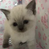 ブリティッシュショートヘア【兵庫県・女の子・2023年6月17日・ブルーポイント】の写真2「クリクリお目目で可愛いお顔です❤️」