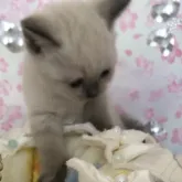 ブリティッシュショートヘア【兵庫県・女の子・2023年6月17日・ブルーポイント】の写真4「可愛い😍」