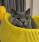 ブリティッシュショートヘア【兵庫県・女の子・2023年6月17日・ブルー】の写真5「11月23日撮影本当に可愛いお顔です😍」